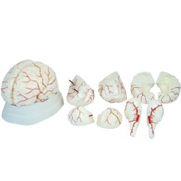 CEREBRO HUMANO CON ARTERIAS 8 PARTES CEREBRO HUMANO CON ARTERIAS 8 PARTES