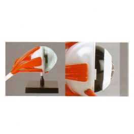 MODELO ANATOMICO OJO E2370EED1 (12-72) MODELO ANATOMICO OJO E2370EED1 (12-72)
