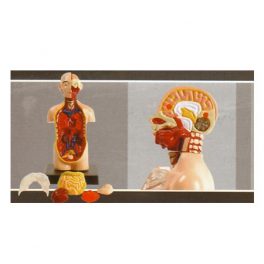 MODELO ANATOMICO TORSO E2370TOD1 (12-72) MODELO ANATOMICO TORSO E2370TOD1 (12-72)