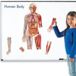 CUERPO HUMANO MAGNETICO CUERPO HUMANO MAGNETICO