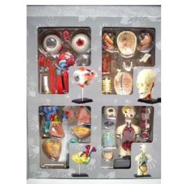 JUEGO ANATOMIA TORSO,OJO,CRANEO,CORAZON SK011 (6) JUEGO ANATOMIA TORSO,OJO,CRANEO,CORAZON SK011 (6)