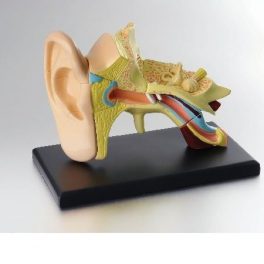 MODELO ANATOMICO OIDO 14PCS. SK012 (6) MODELO ANATOMICO OIDO 14PCS. SK012 (6)