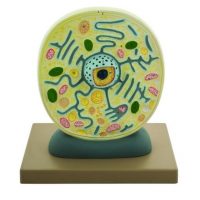 MODELO CELULA VEGETAL, MAGNETICA GIGANTE BM0008A
