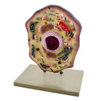 MODELO CELULA ANIMAL, MAGNETICA GIGANTE ZM0002