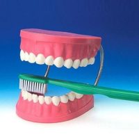 DENTADURA + CEPILLO TH-001 (12)