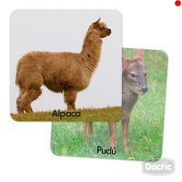 Memorice Plus Fauna Chilena Carton