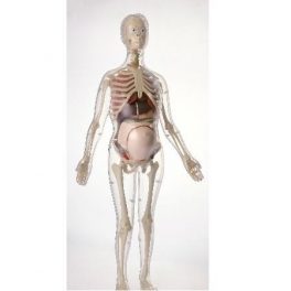 TORSO MODELO MUJER EMBARAZADA 48PCS MK064 TORSO MODELO MUJER EMBARAZADA 48PCS MK064