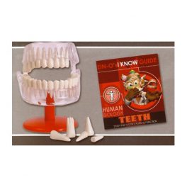 MODELO ARMABLE DENTAL E2381TE (12-96) MODELO ARMABLE DENTAL E2381TE (12-96)