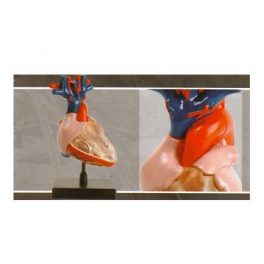 MODELO ANATOMICO CORAZON E2370HTD1 (12-72) MODELO ANATOMICO CORAZON E2370HTD1 (12-72)