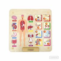 Tablero de pared Sistema Cuerpo Humano (ME15785) MASTERKIDZ