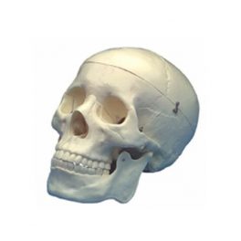 CRANEO ANATOMICO T/NATURAL 12X22X16CM CS-20 CRANEO ANATOMICO T/NATURAL 12X22X16CM CS-20