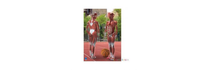 Anatomia